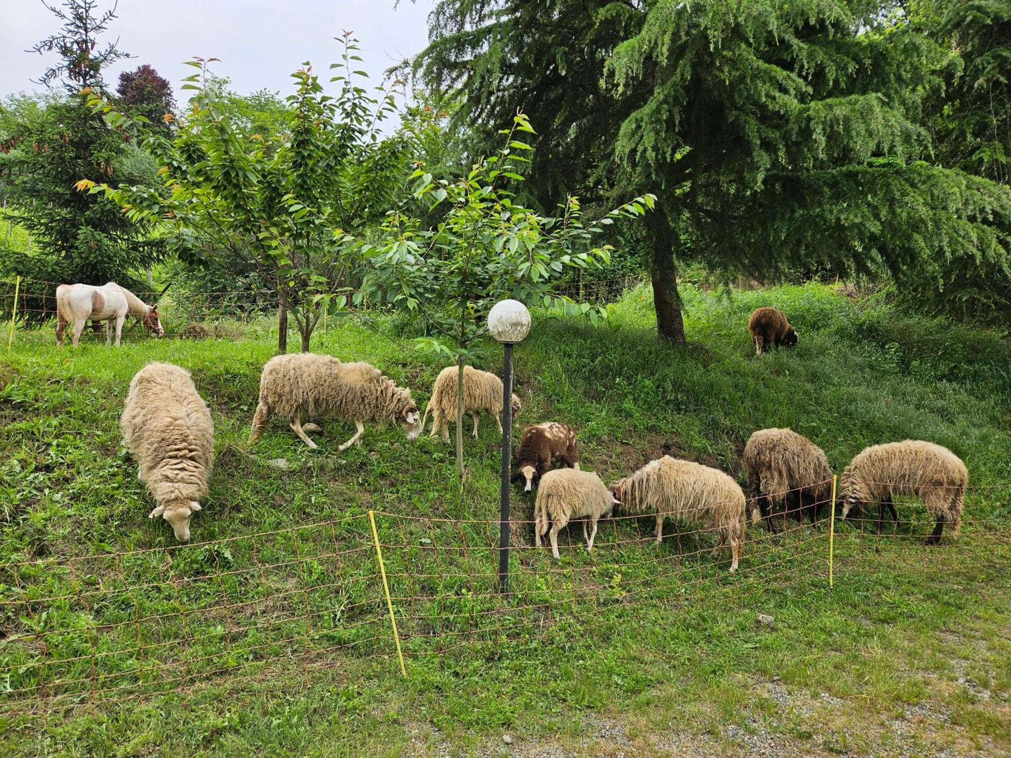 Agriturismo La.Ti.Mi.Da. Villa Cassine Bagian luar foto